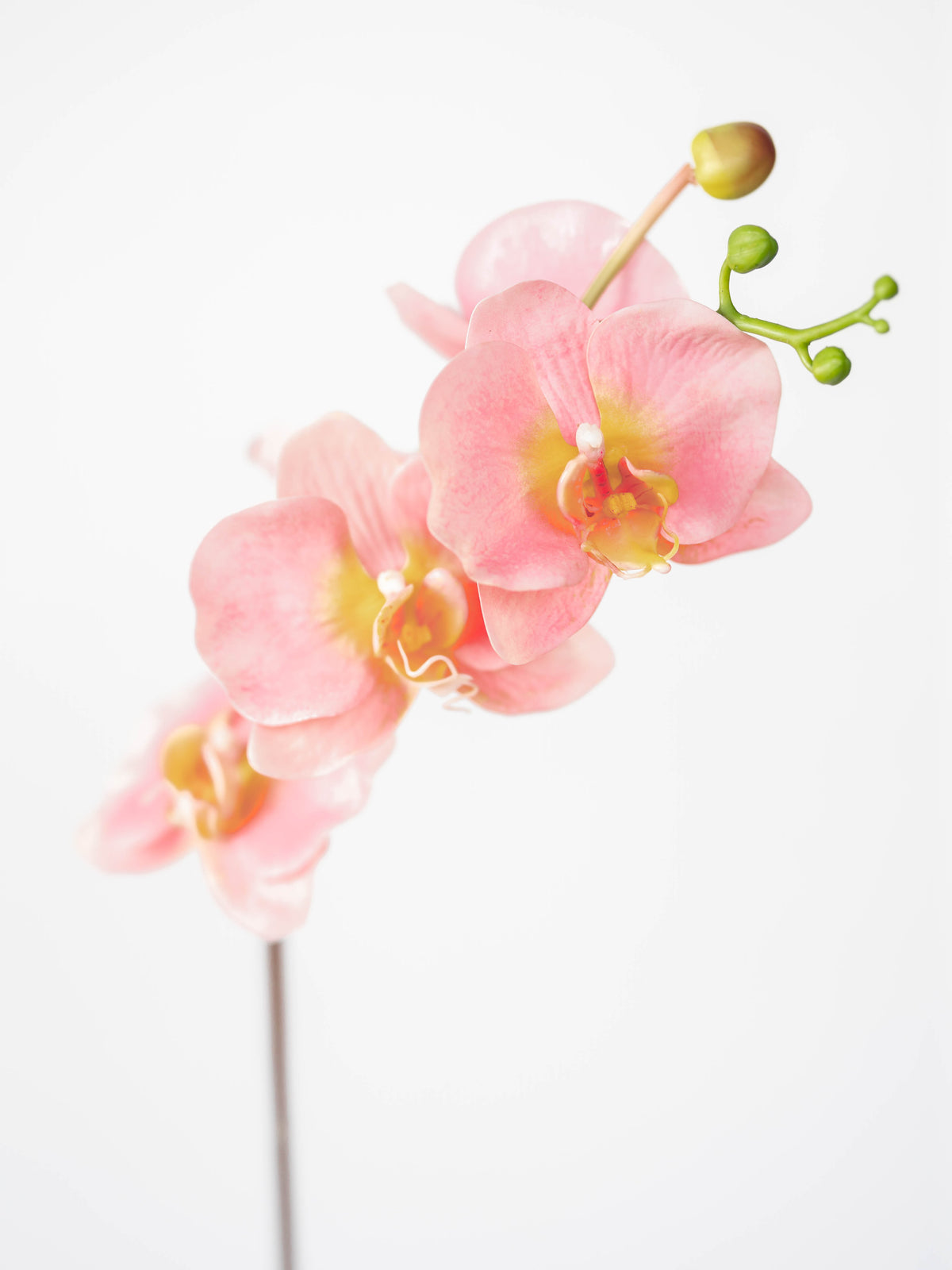 Real Touch Phalaenopsis Orchid in Pink