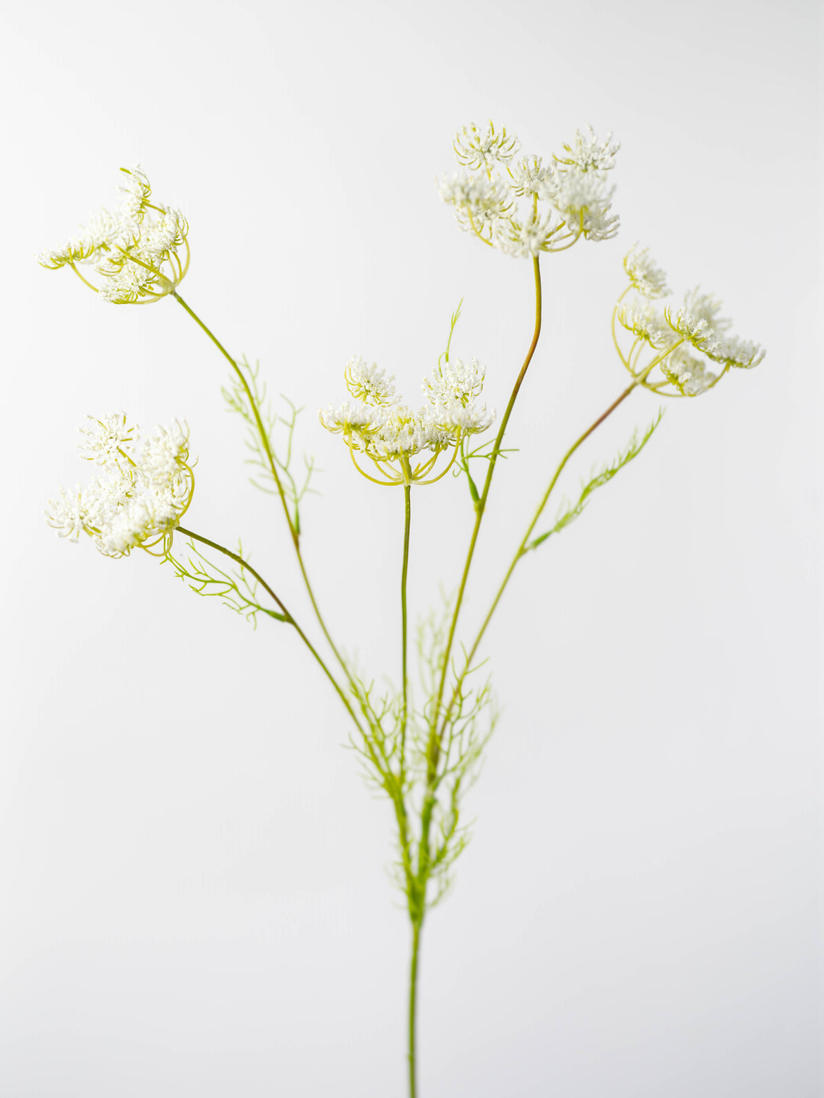 Faux Queen Anne's Lace
