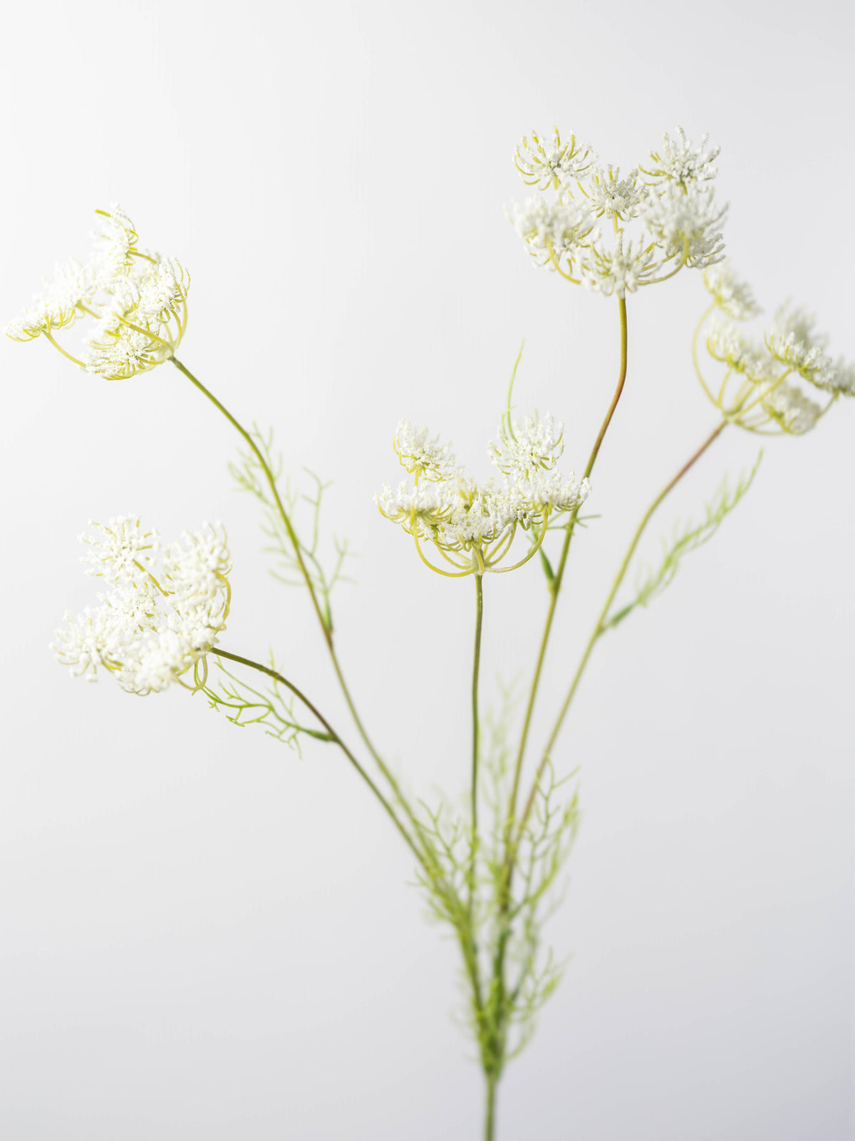 Faux Queen Anne's Lace