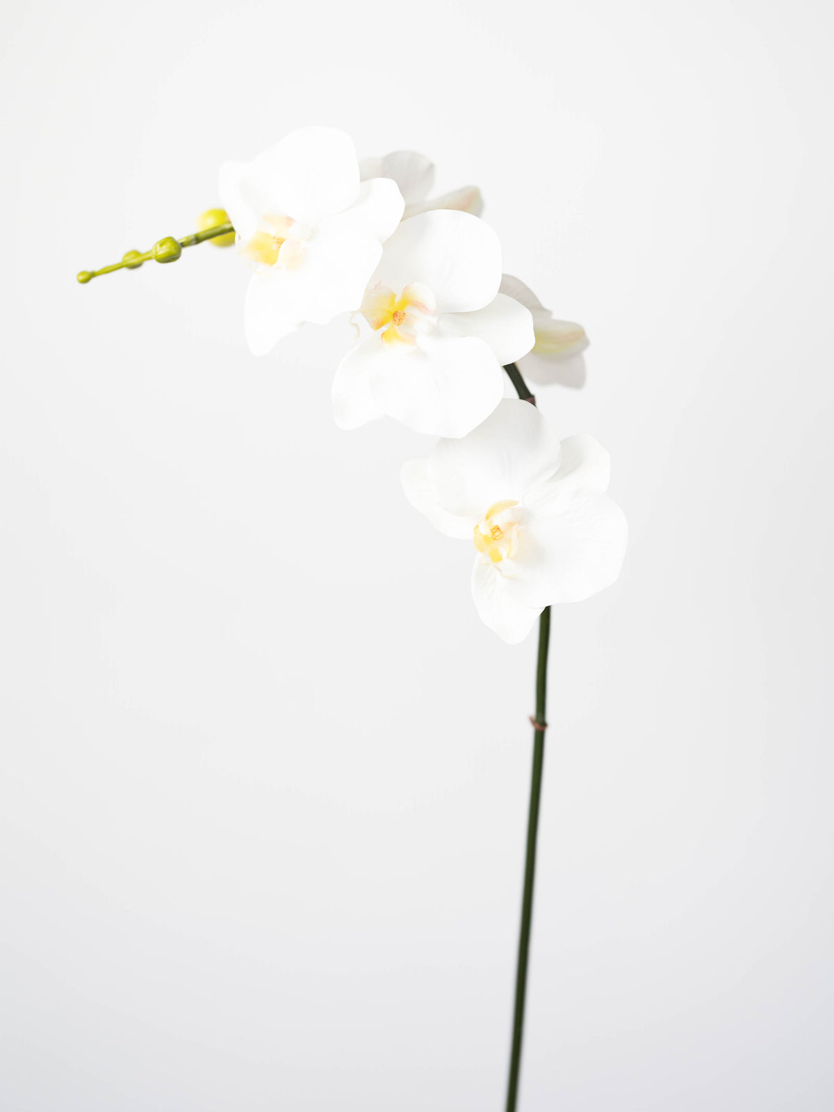 Real Touch Phalaenopsis Orchid in White