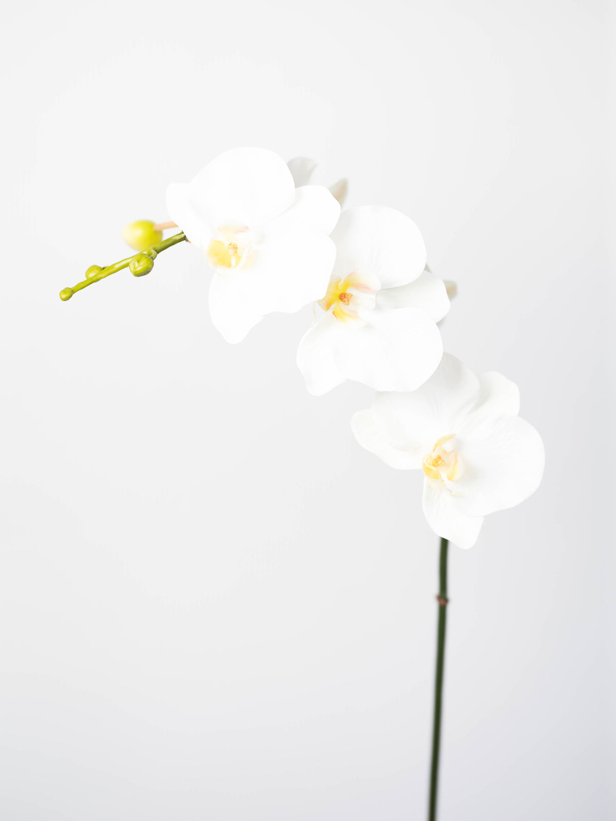 Real Touch Phalaenopsis Orchid in White